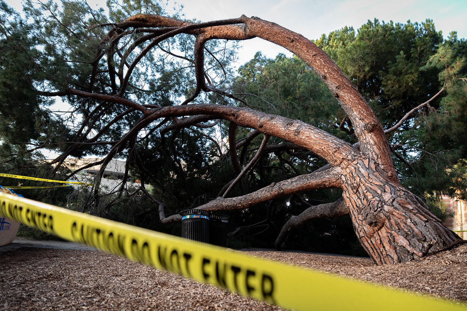 The Quad: The root of the reason why trees are toppling down throughout  town - Daily Bruin
