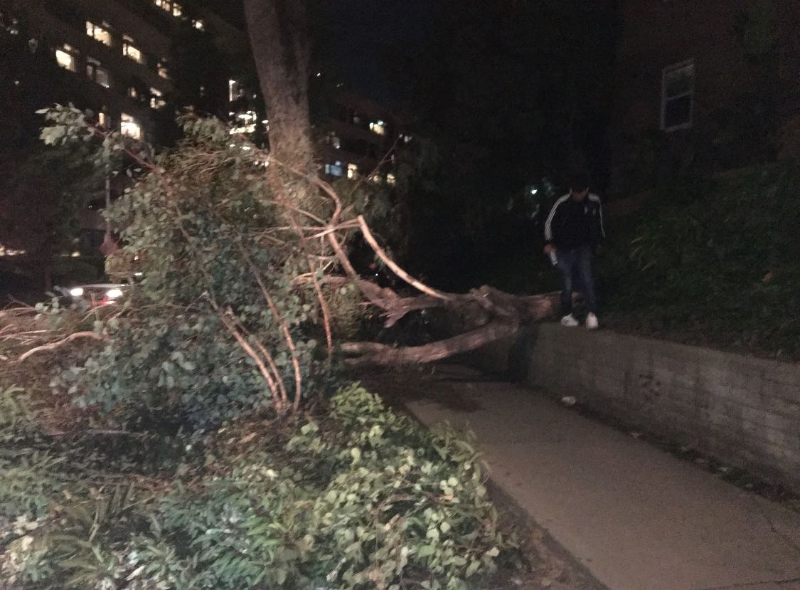 Tree falls in Chorley blocking road and taking out wall - LancsLive