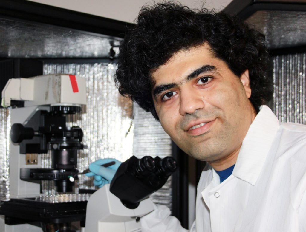 Mahdi Hasani, the co-investigator of the project, works on developing biomaterials for the training of T cells to fight the COVID-19 virus. (Courtesy of Mahdi Hasani & Song Li)