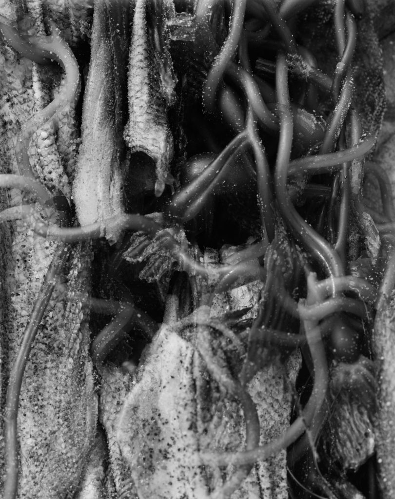 A black and white photo depicts kelp and fish skins layered and interwoven. When examining the ocean, Baden said they particularly began intrigued by the concept of mermaids and sirens, and duality between desirability and repulsion associated with the mythological creatures. (Courtesy of Saskia Baden)