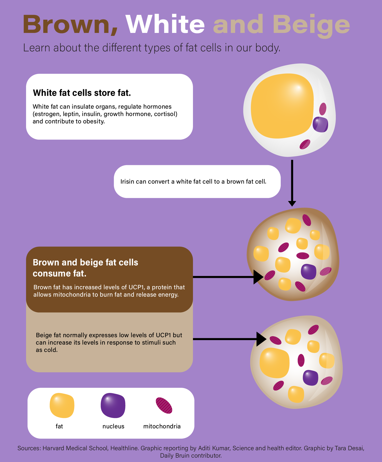 Your Body Composition Shapes Your Health - Ask The Scientists