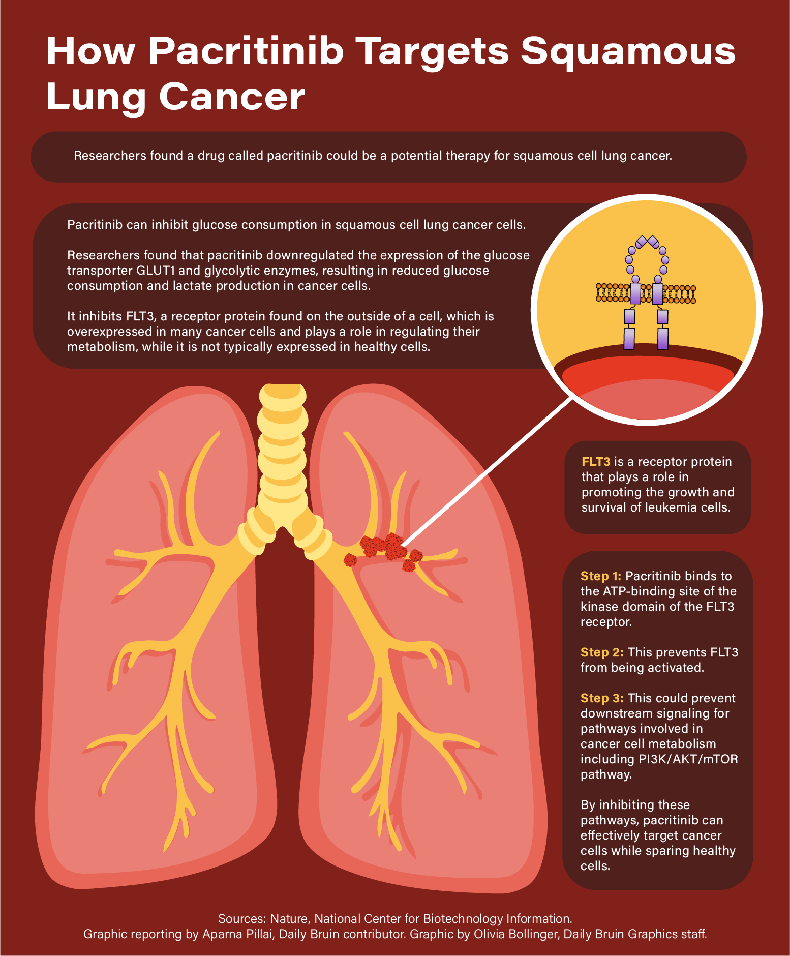 lung cancer cells