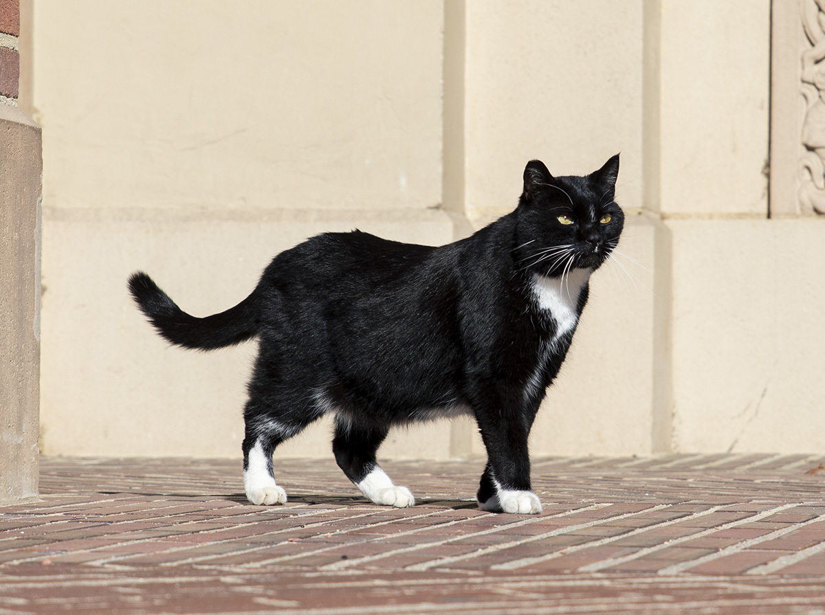 UCLA’s unofficial mascot Powell Cat dies