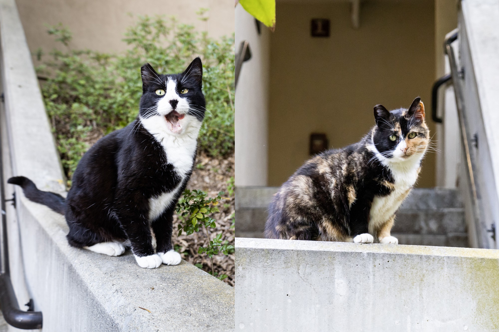 Hill Policy On Feeding Stray Cats Sparks Worry Concerns Among 