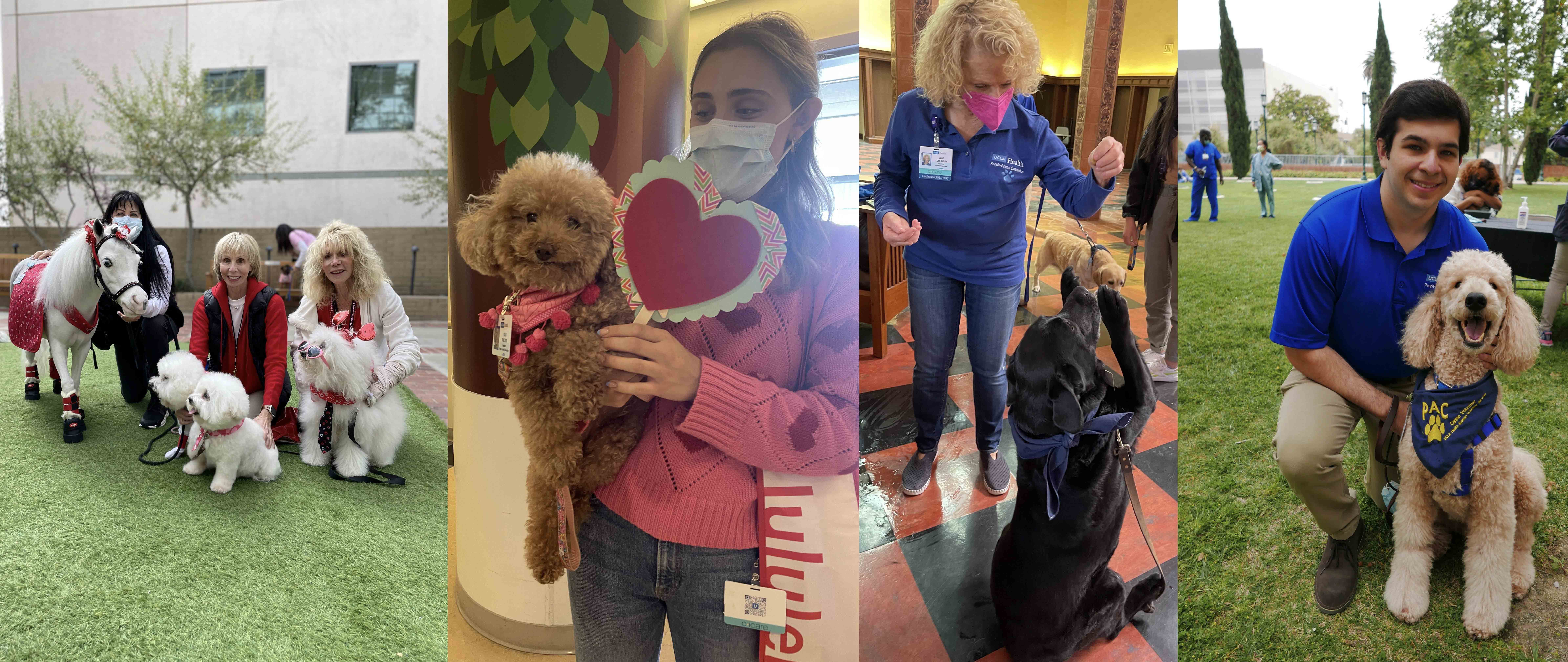 The Quad: Animals help UCLA community members destress, find joy in small things - Vimarsana News