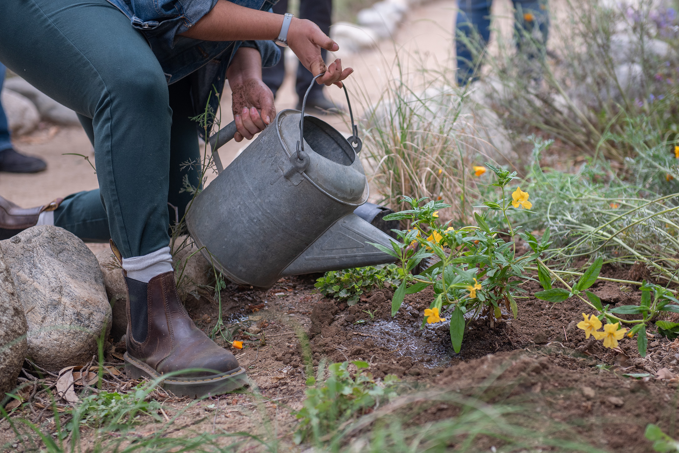 A person waters plants in the Mildred E. Mathias Botanical Garden. The garden hosted a festival May 17 to celebrate native Clarkia flowers. (Max Zhang/Daily Bruin)