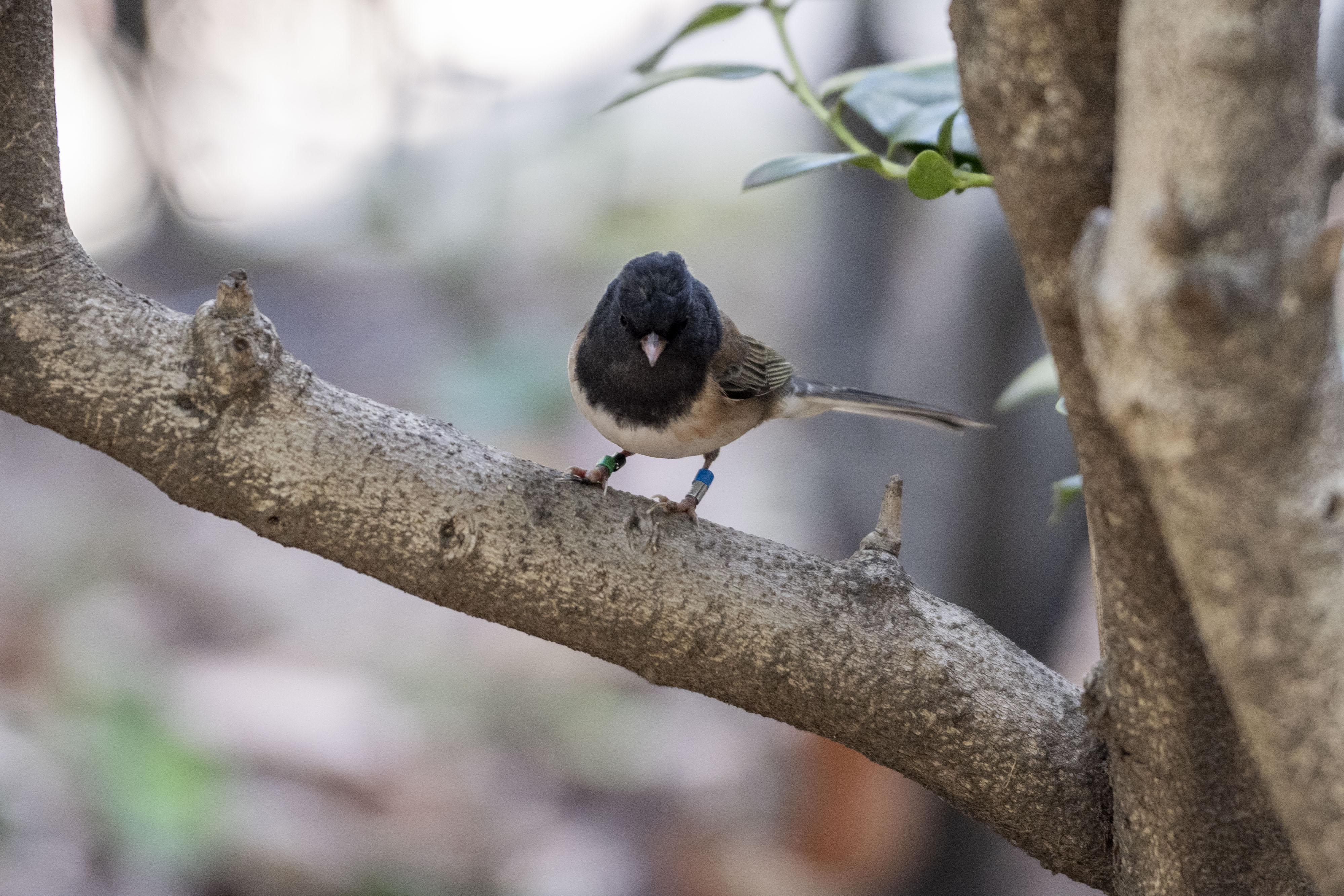 (Crystal Tompkins/Daily Bruin senior staff)