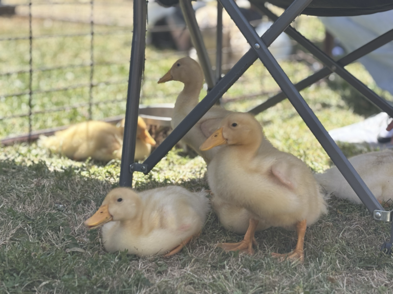 Spring Into Wellness event features resources, activities promoting student health