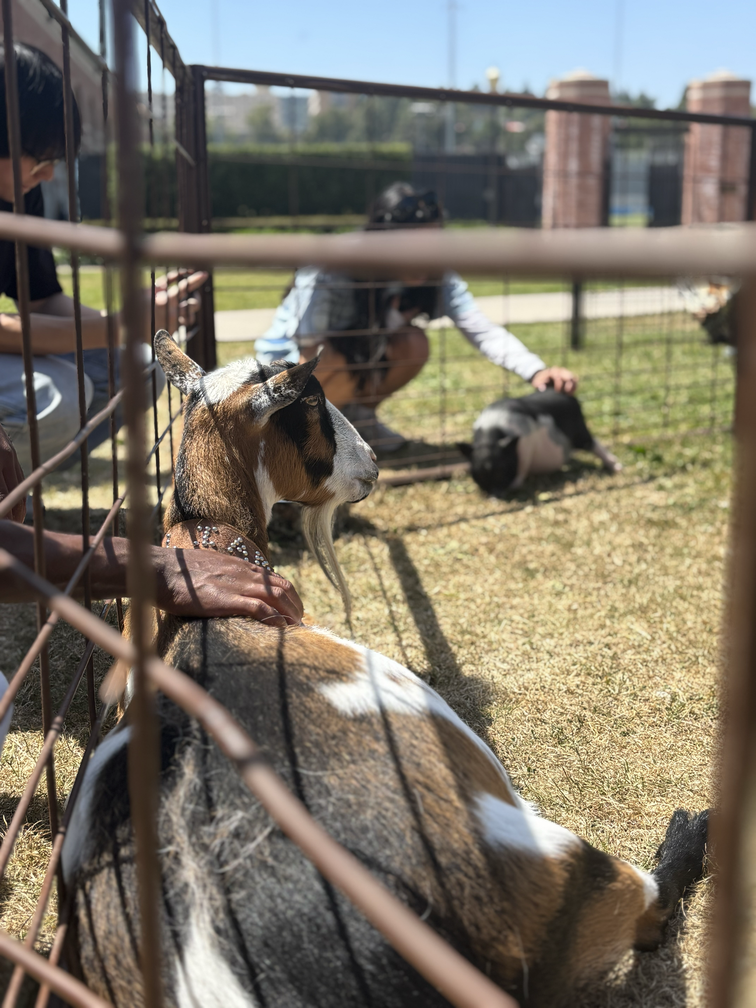 Goats are pictured at the petting zoo.