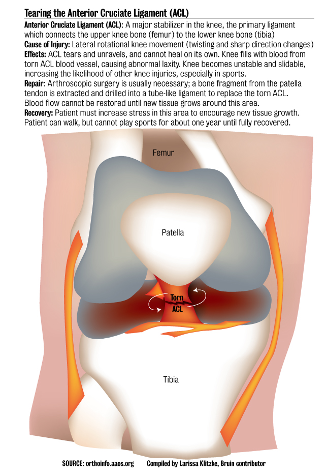 women-athletes-more-prone-to-acl-injuries-daily-bruin