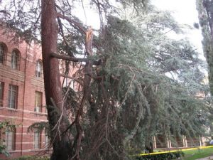 Royce Hall Cedrus deodara
