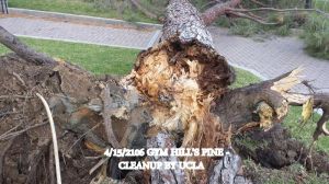 Gym Hills Pinus brita