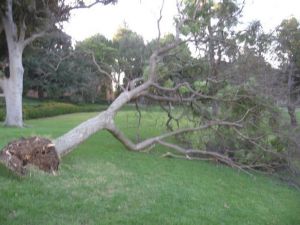 Gym Hills Jacaranda acutifolia