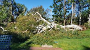 Chancellor’s Eucalyptus viminalis